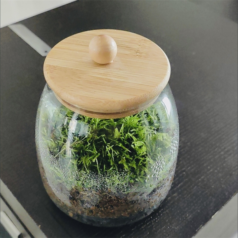 Terrarium Glass Bottle - Mikro Krajobrazy Szklane Butelki z Muszli