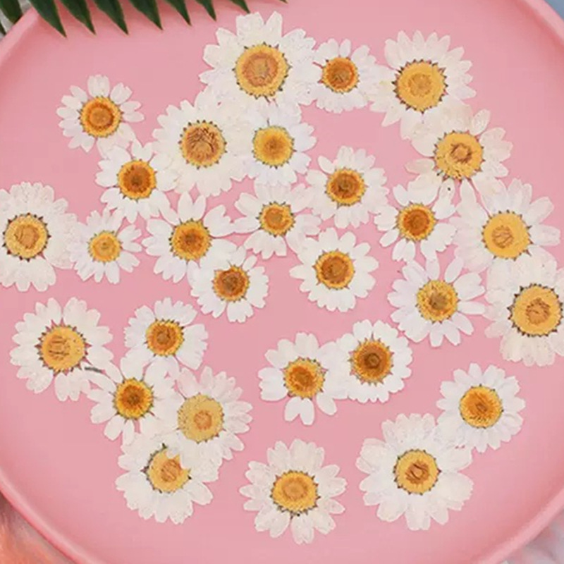 Pressed Flower Frame - 100 szt. Naturalne Białe Kryształowe Chryzantemy