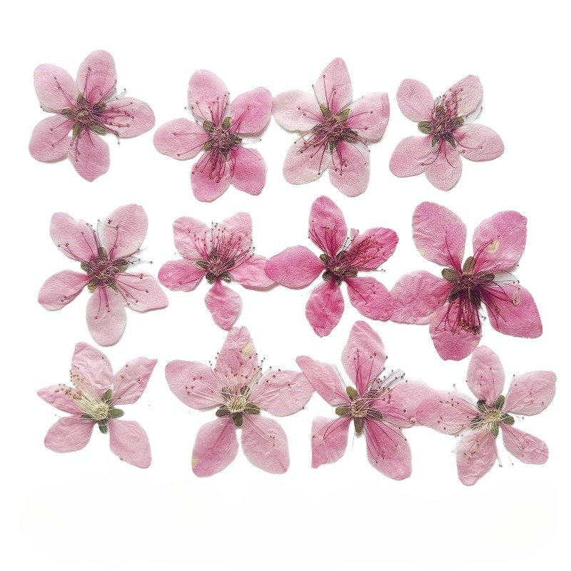 Pressed Flower Frame - 12 szt., naturalne suszone kwiaty brzoskwini,