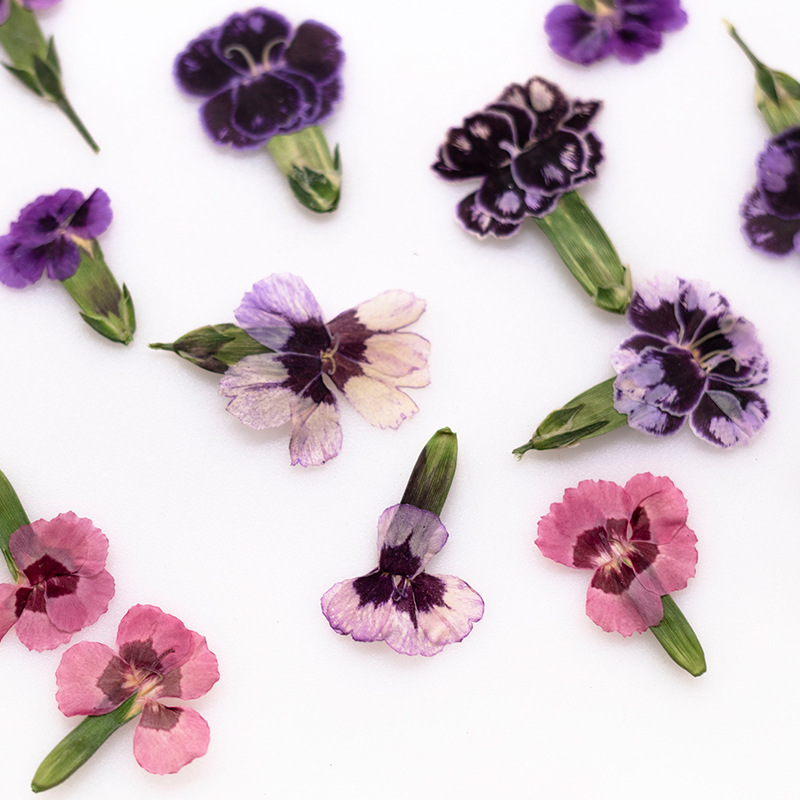 Pressed Flower Frame - 24 szt., Suszone kwiaty dianthus, prawdziwe