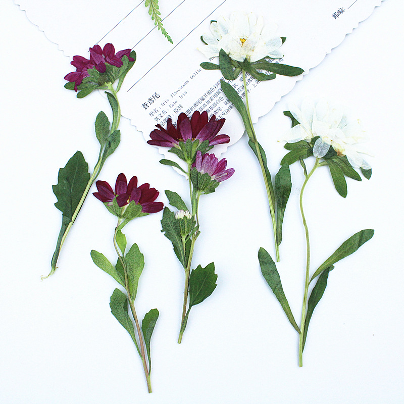 Pressed Flower Frame - 24 szt., Mini Chryzantemy Suszone Prasowane