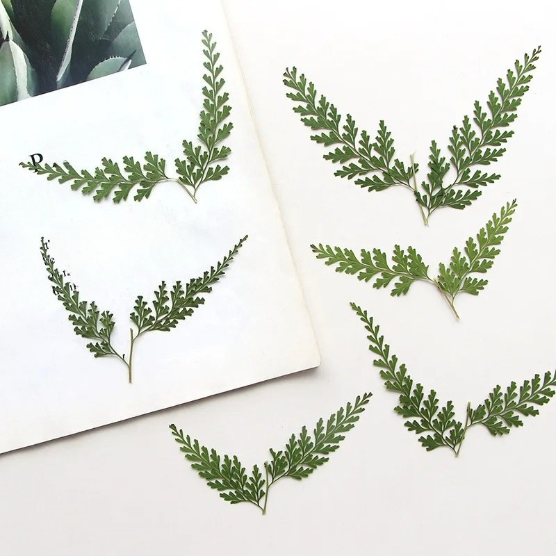 Pressed Flower Frame - Natura prasowane gałęzie paproci, suche kwiaty