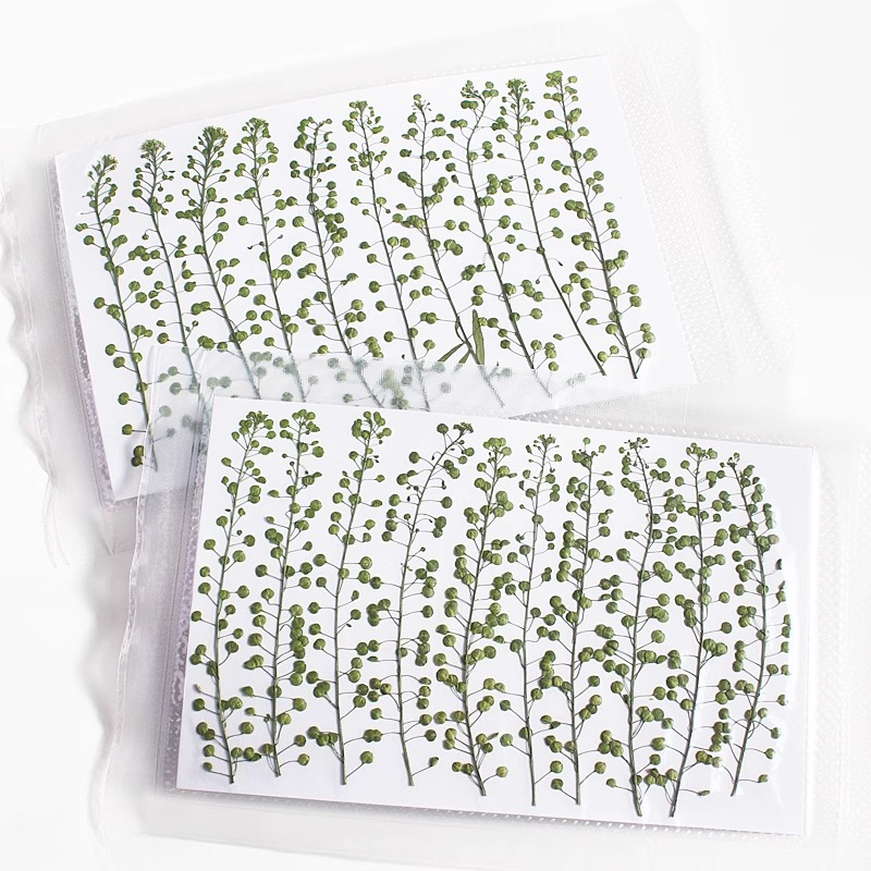 Naturalny kolor zielony, suszo – Pressed Flower Frame recenzja i cena