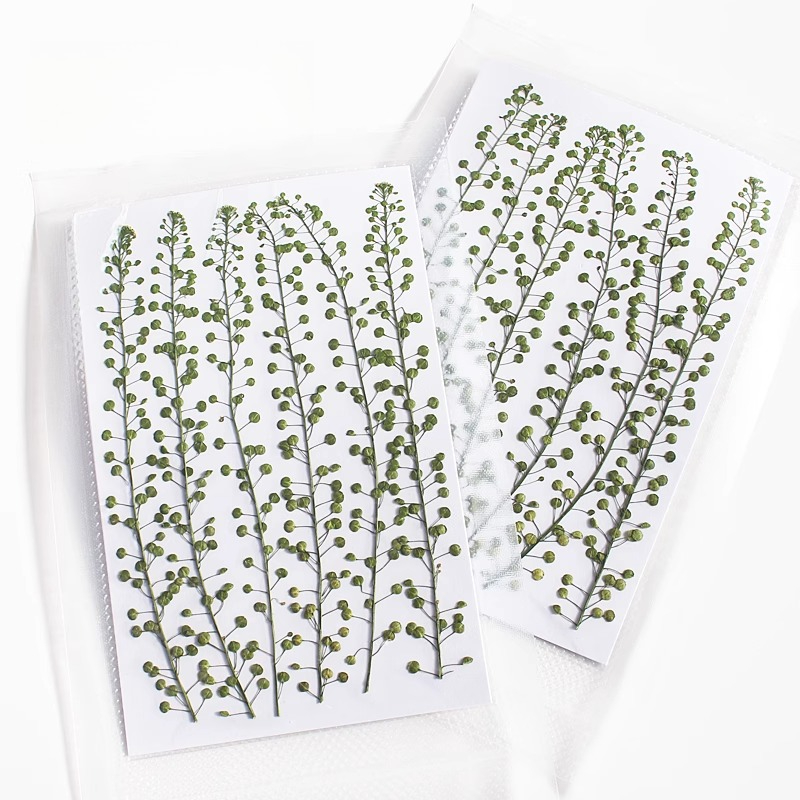 Naturalny kolor zielony, suszo – Pressed Flower Frame recenzja i cena