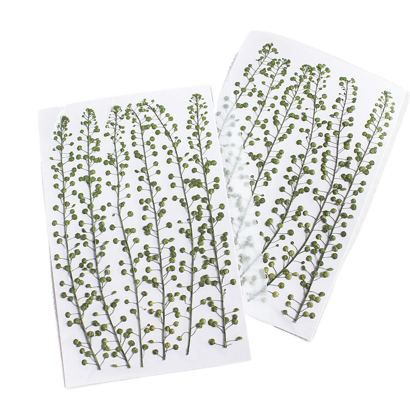 Naturalny kolor zielony, suszo – Pressed Flower Frame recenzja i cena