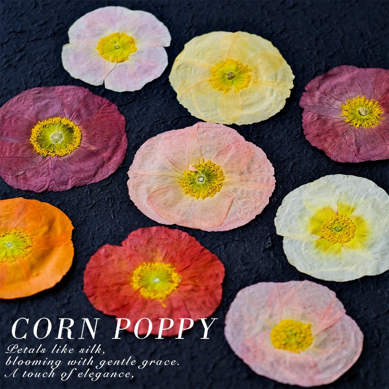 1 szt., Naturalne maki polne s – Pressed Flower Frame recenzja i cena