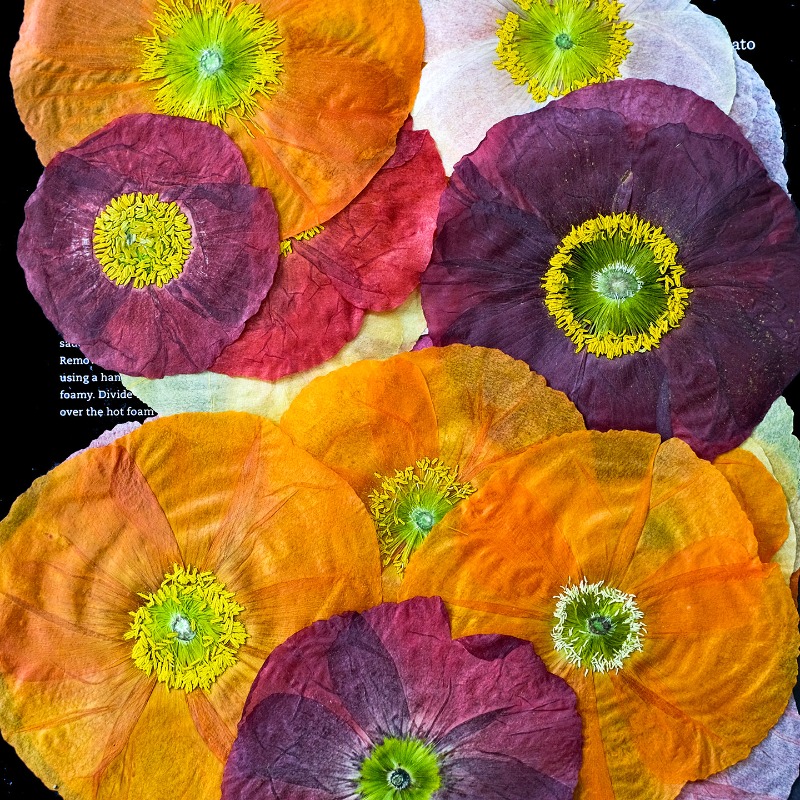 1 szt., Naturalne maki polne s – Pressed Flower Frame recenzja i cena