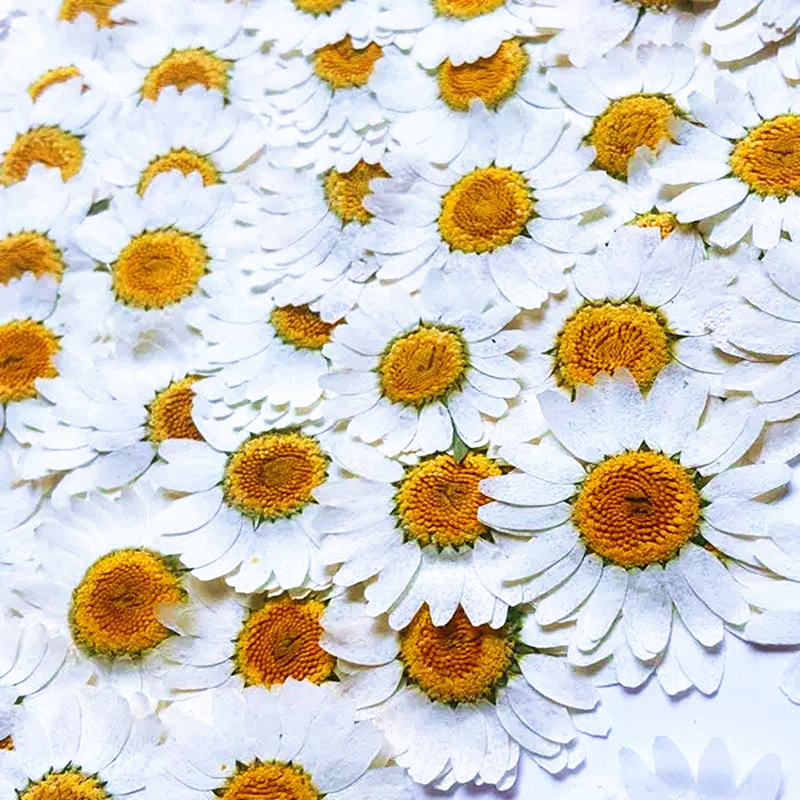 100 szt. Naturalne Białe Krysz – Pressed Flower Frame recenzja i cena