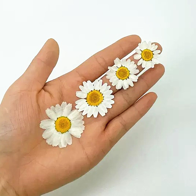 100 szt. Naturalne Białe Krysz – Pressed Flower Frame recenzja i cena