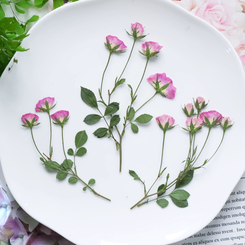 12 sztuk, Mini Różowe Suszone  – Pressed Flower Frame recenzja i cena