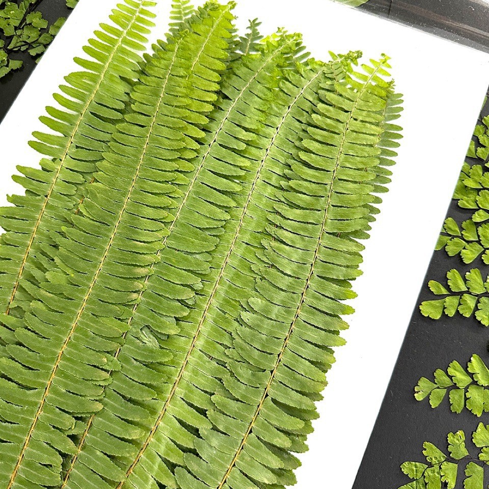 5 szt. Naturalne, zielone, duż – Pressed Flower Frame recenzja i cena