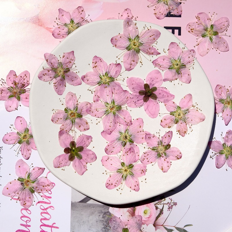 3-4cm./6szt., Różowe Suszone K – Pressed Flower Frame recenzja i cena
