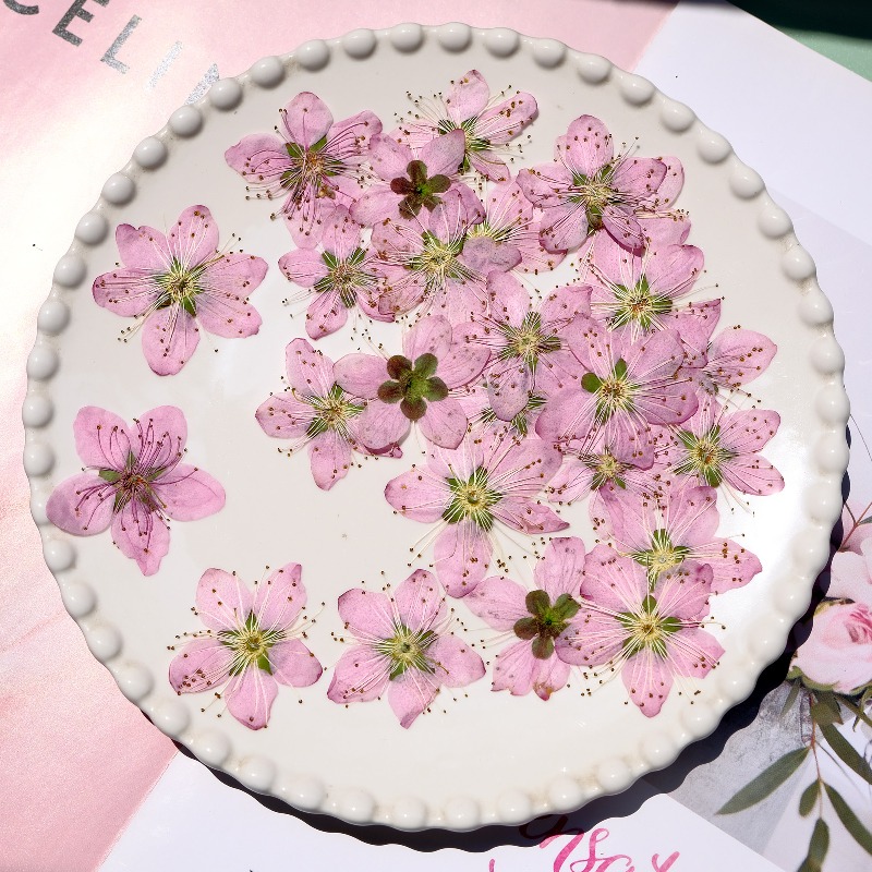 3-4cm./6szt., Różowe Suszone K – Pressed Flower Frame recenzja i cena