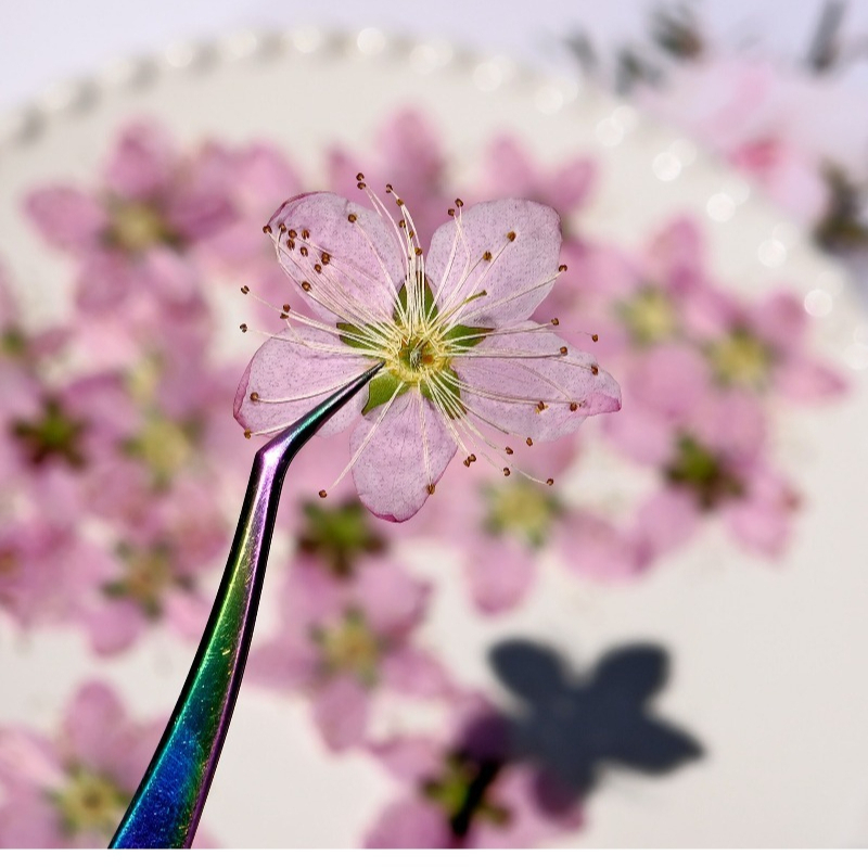 3-4cm./6szt., Różowe Suszone K – Pressed Flower Frame recenzja i cena
