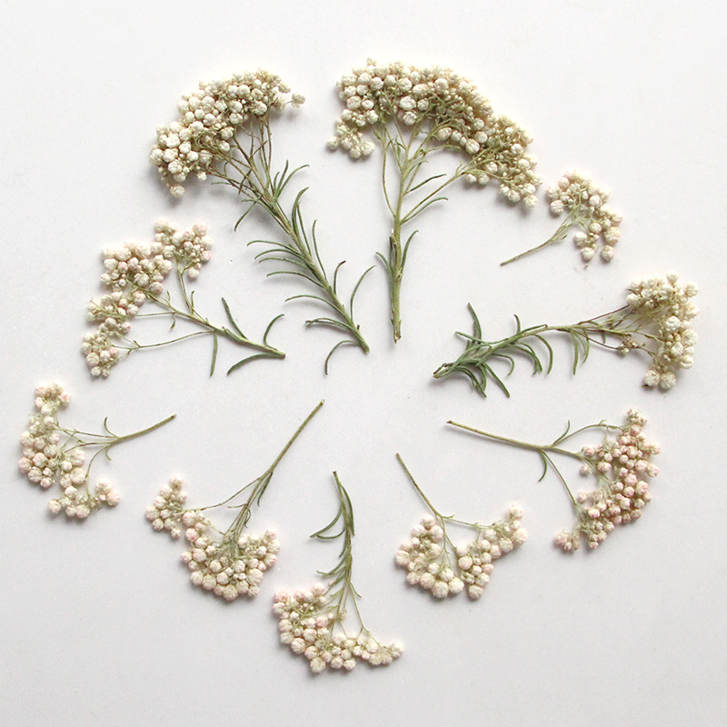 12 szt., Naturalne gałązki kwi – Pressed Flower Frame recenzja i cena