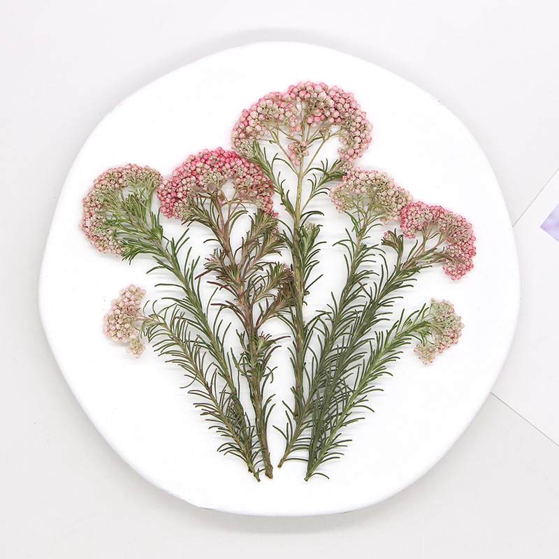 12 szt., Naturalne gałązki kwi – Pressed Flower Frame recenzja i cena
