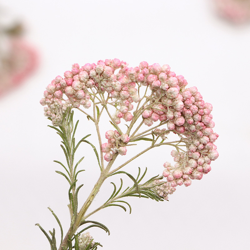 12 szt., Naturalne gałązki kwi – Pressed Flower Frame recenzja i cena