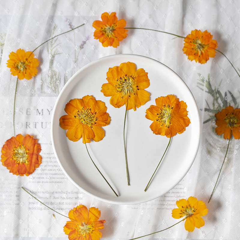 8-10cm/24szt., Naturalne Suszo – Pressed Flower Frame recenzja i cena