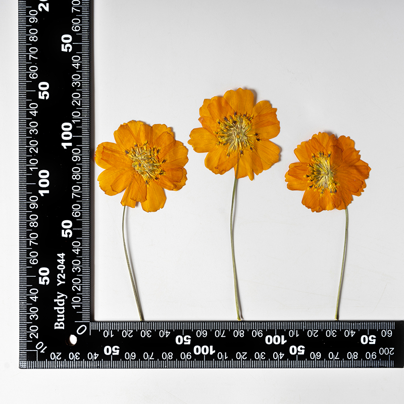 8-10cm/24szt., Naturalne Suszo – Pressed Flower Frame recenzja i cena