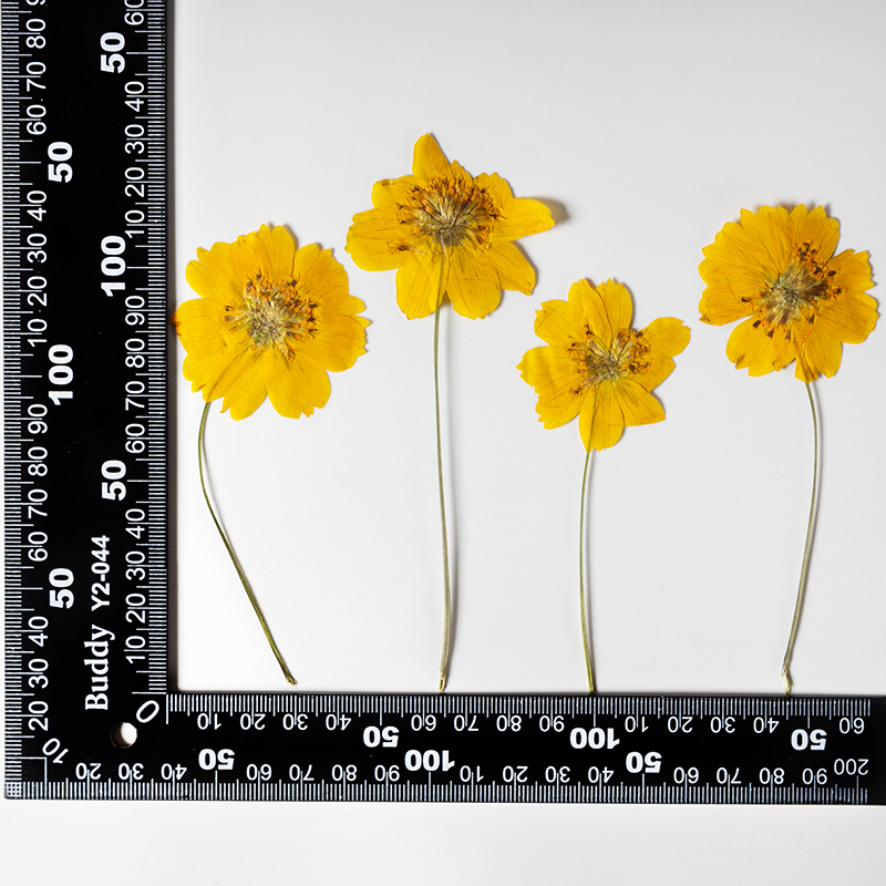 8-10cm/24szt., Naturalne Suszo – Pressed Flower Frame recenzja i cena