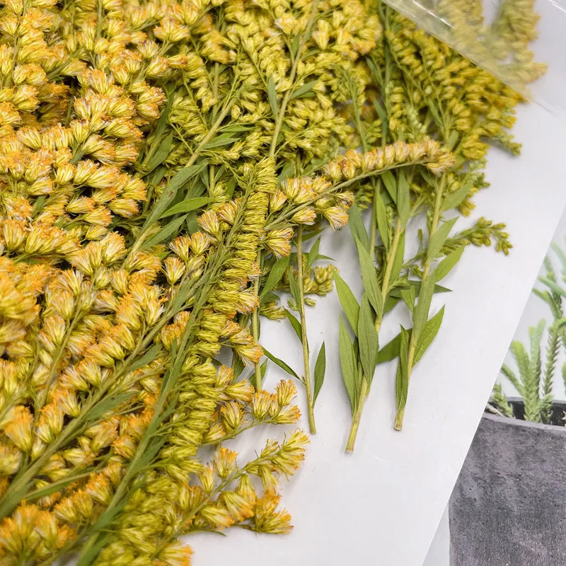6-10cm/24szt, naturalny tłoczo – Pressed Flower Frame recenzja i cena