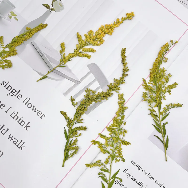 6-10cm/24szt, naturalny tłoczo – Pressed Flower Frame recenzja i cena