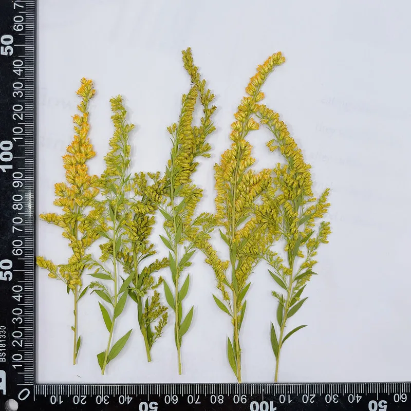 6-10cm/24szt, naturalny tłoczo – Pressed Flower Frame recenzja i cena