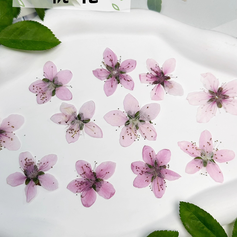 12 szt., naturalne suszone kwi – Pressed Flower Frame recenzja i cena