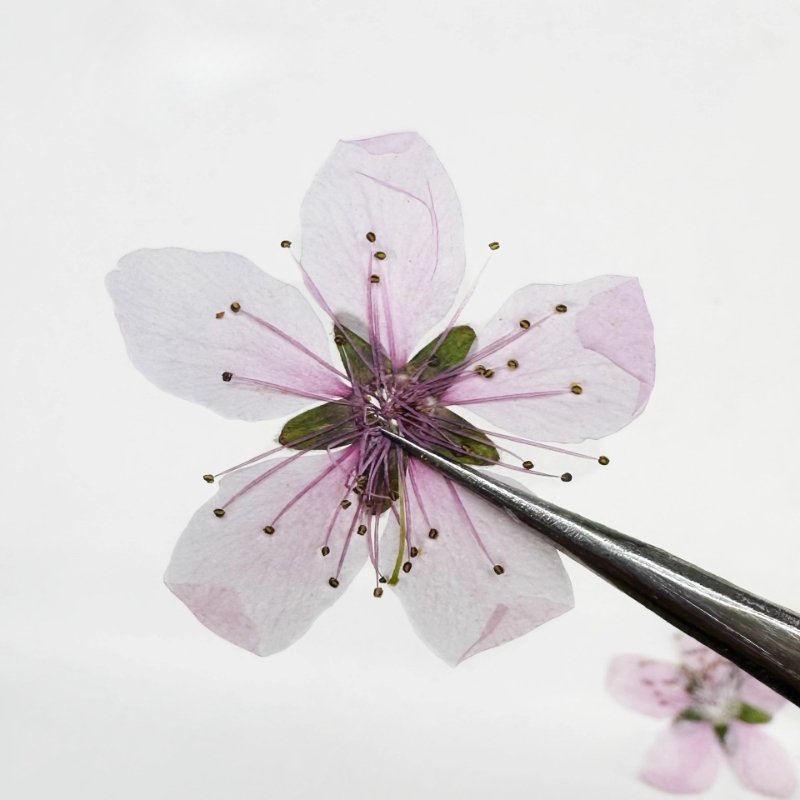 12 szt., naturalne suszone kwi – Pressed Flower Frame recenzja i cena