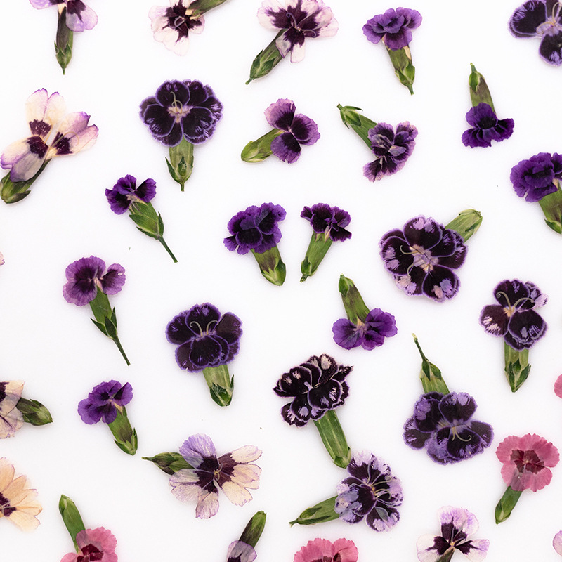 24 szt., Suszone kwiaty dianth – Pressed Flower Frame recenzja i cena