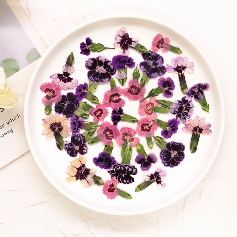 24 szt., Suszone kwiaty dianth – Pressed Flower Frame recenzja i cena