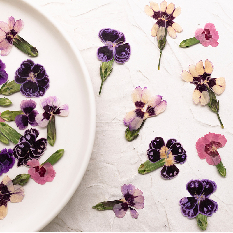 24 szt., Suszone kwiaty dianth – Pressed Flower Frame recenzja i cena