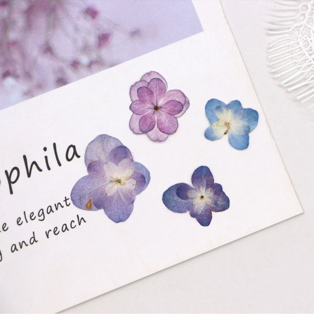 60 szt. Mini Hortensje Dwukwia – Pressed Flower Frame recenzja i cena