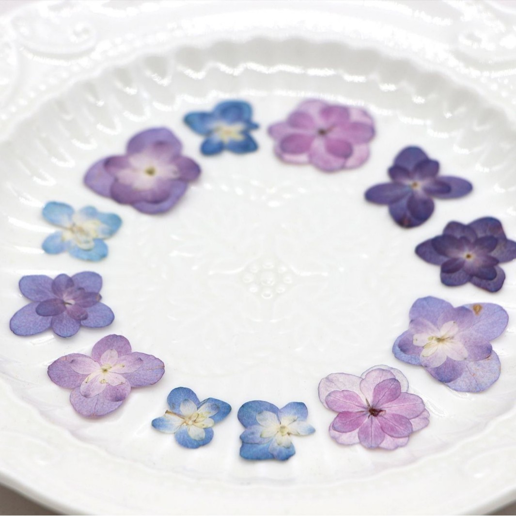 60 szt. Mini Hortensje Dwukwia – Pressed Flower Frame recenzja i cena
