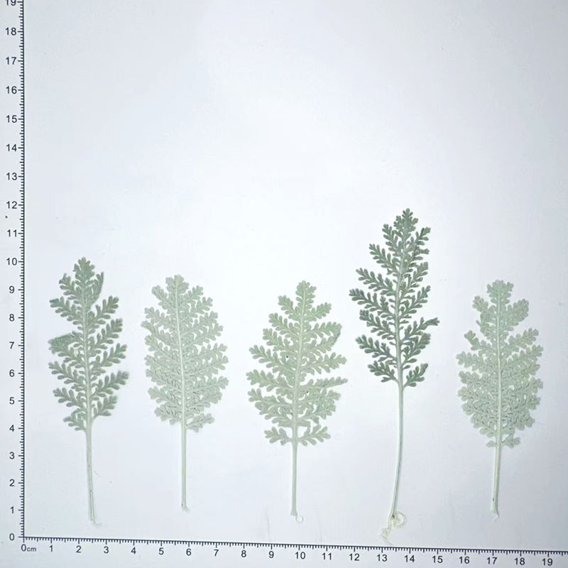 100 szt. Naturalne srebrne pió – Pressed Flower Frame recenzja i cena