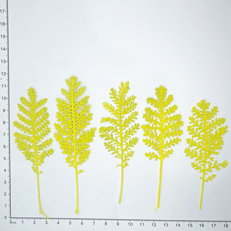 100 szt. Naturalne srebrne pió – Pressed Flower Frame recenzja i cena