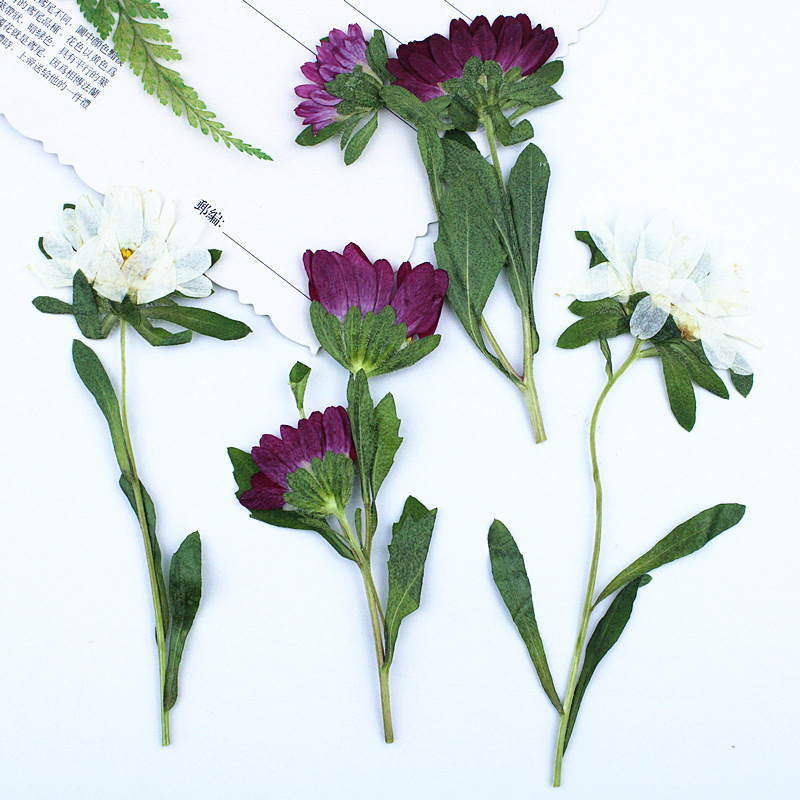 24 szt., Mini Chryzantemy Susz – Pressed Flower Frame recenzja i cena