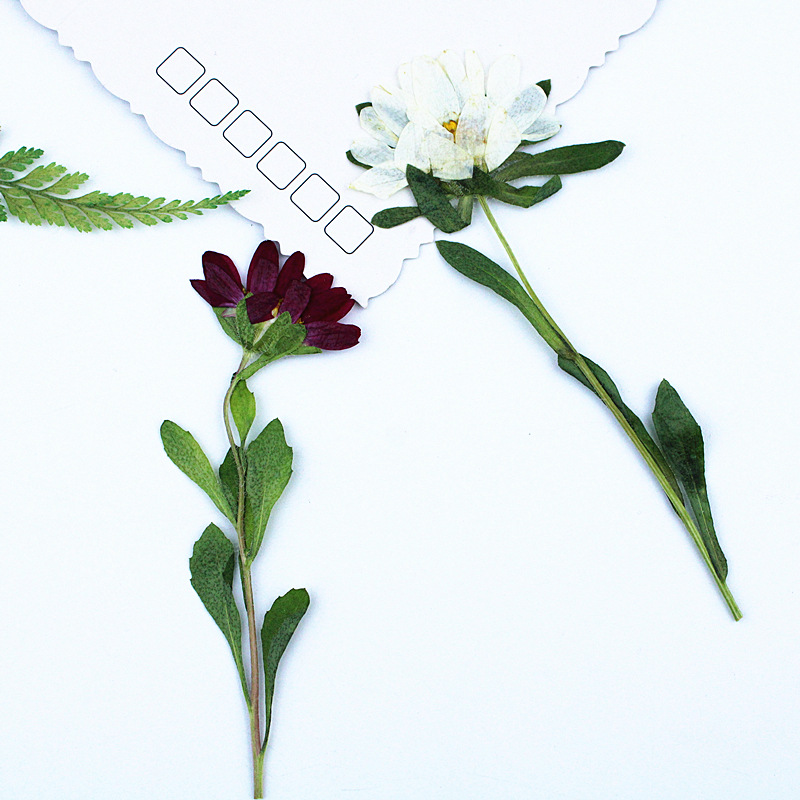 24 szt., Mini Chryzantemy Susz – Pressed Flower Frame recenzja i cena