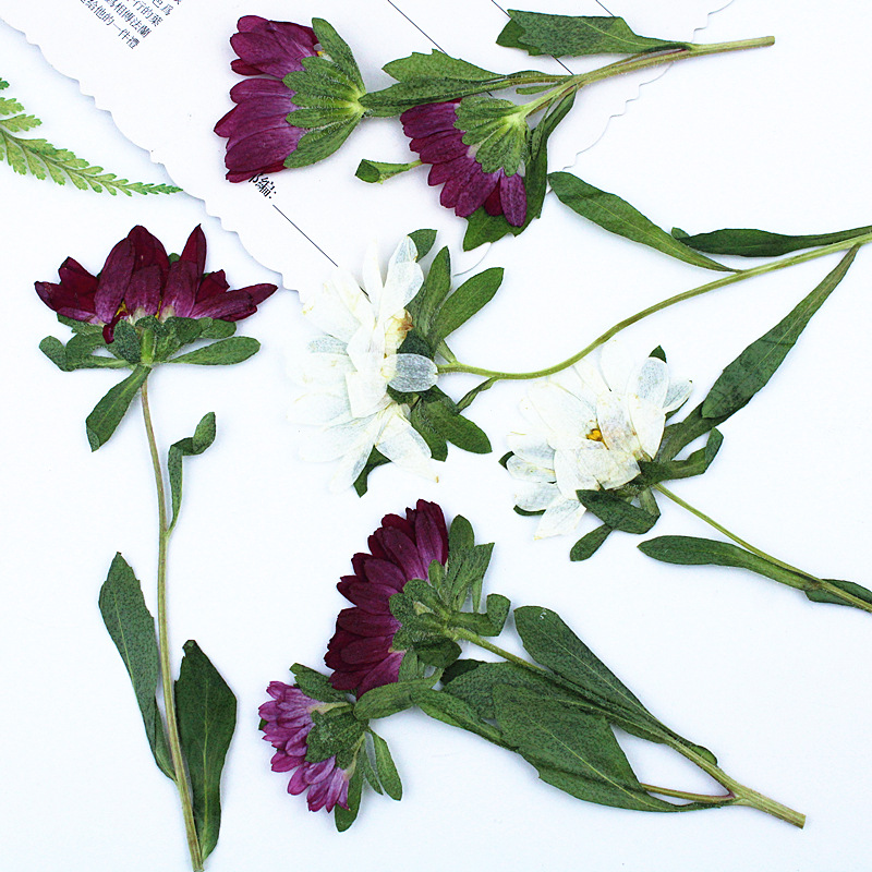24 szt., Mini Chryzantemy Susz – Pressed Flower Frame recenzja i cena