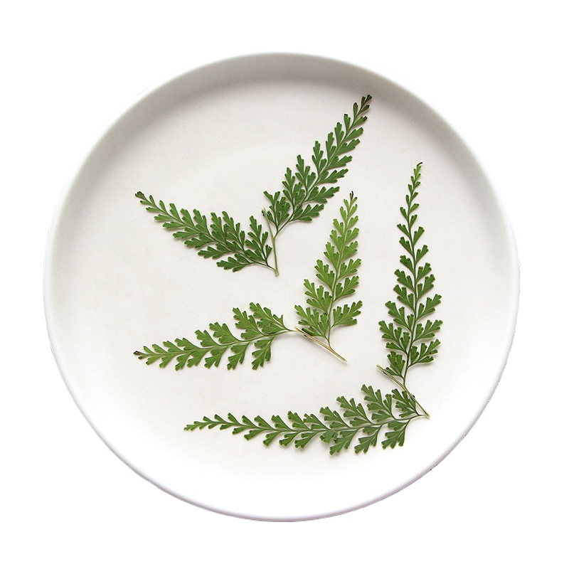Natura prasowane gałęzie papro – Pressed Flower Frame recenzja i cena