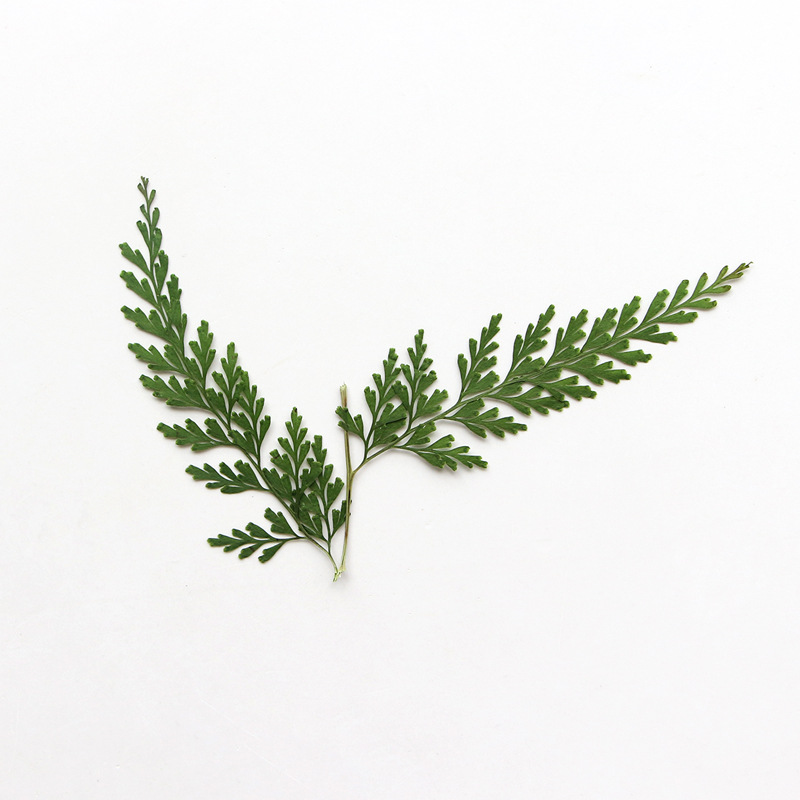 Natura prasowane gałęzie papro – Pressed Flower Frame recenzja i cena