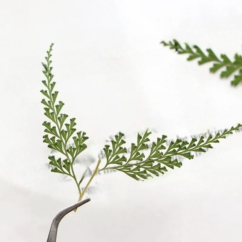 Natura prasowane gałęzie papro – Pressed Flower Frame recenzja i cena